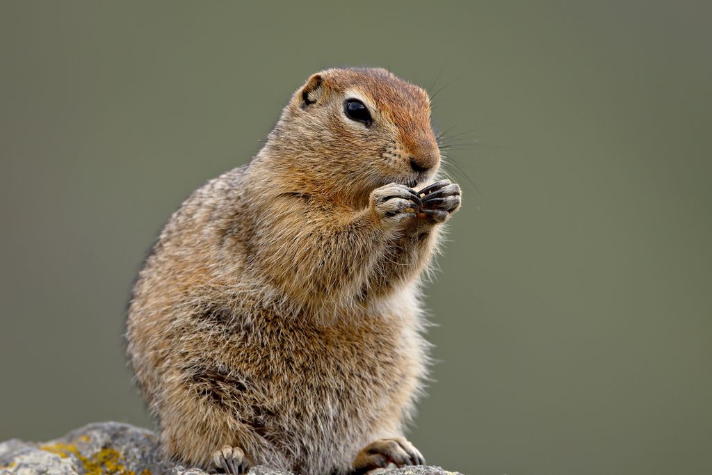 arctic ground squirrel