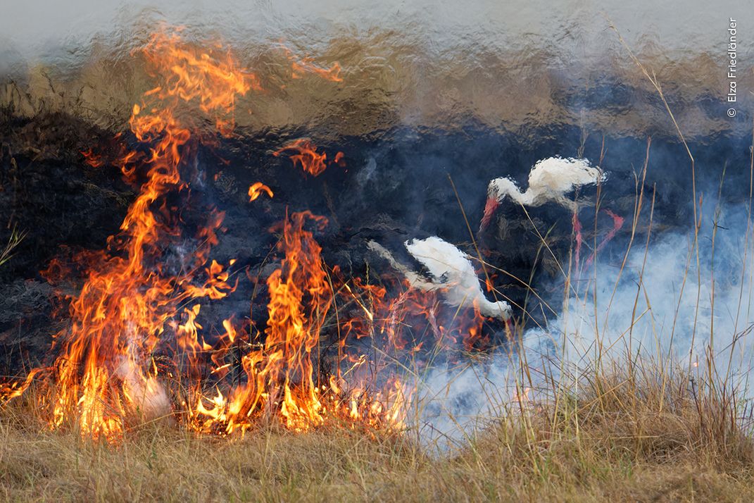 two long-legged white birds stand behind a fire on a grassland, bending over to eat