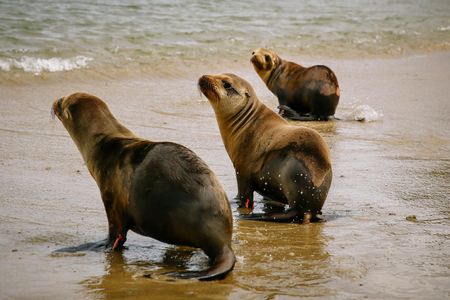 Rehabilitated sea lion pups head back to the ocean after being released from The Marine Mammal Center in March.