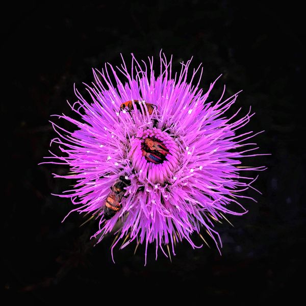 Sharing a bloom in the desert, no social distancing thumbnail