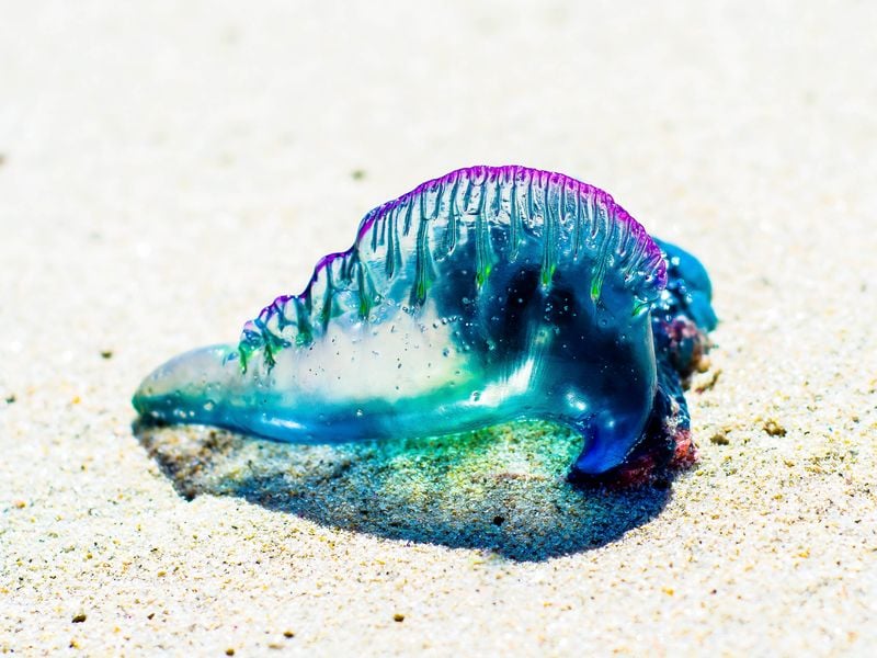 bluebottle-jellyfish-aka-portuguese-man-0-war-is-one-of-the-most