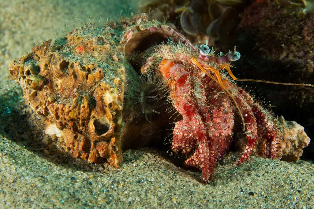 Hermit Crab