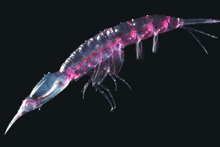 Pink Hyperiid