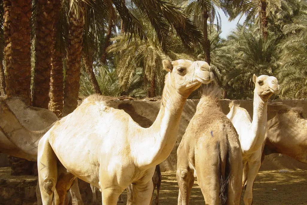 camels.jpg
