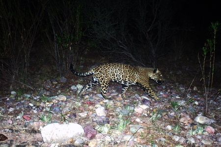 A camera trap image of El Jefe, a male jaguar who made international news as the only known jaguar in the United States.