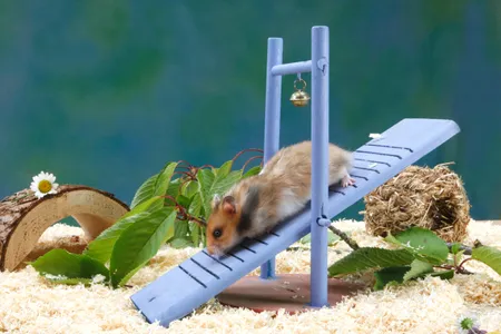 Hamsters seem to have a more optimistic outlook when they have access to creature comforts. 