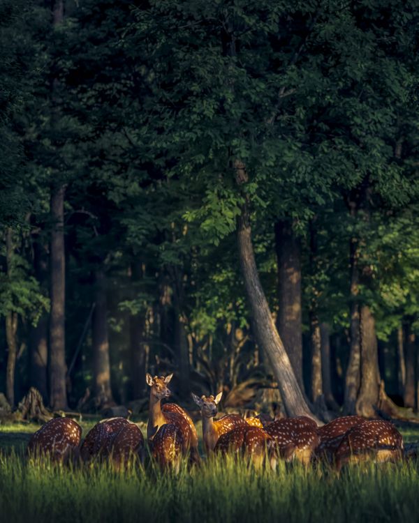 Song of forest deer thumbnail