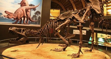 A pair of Tyrannosaurus restored in the act at Spain’s Jurassic Museum of Asturias