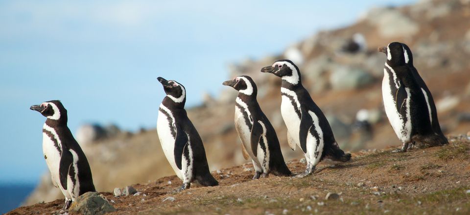  Magellanic penguins 