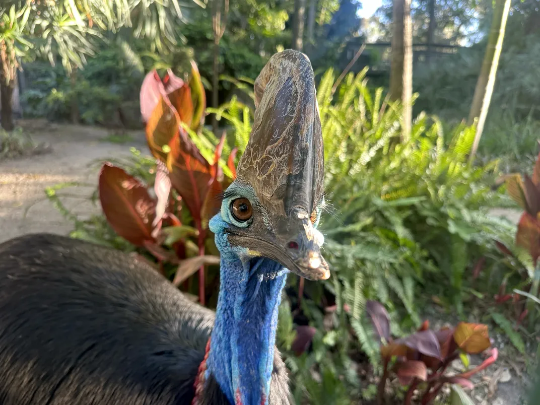 A large bird with a casque atop its head staring directly into the camera