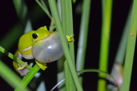 A male green tree frog calls out to females.