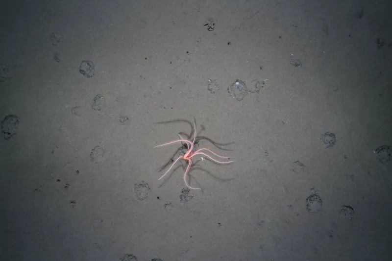 A deep-sea starfish