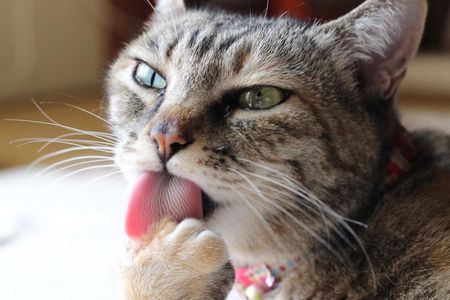 Most cat allergies are caused by a protein called Fel d 1 that's found in cat saliva and skin glands, and often gets wicked into fur.