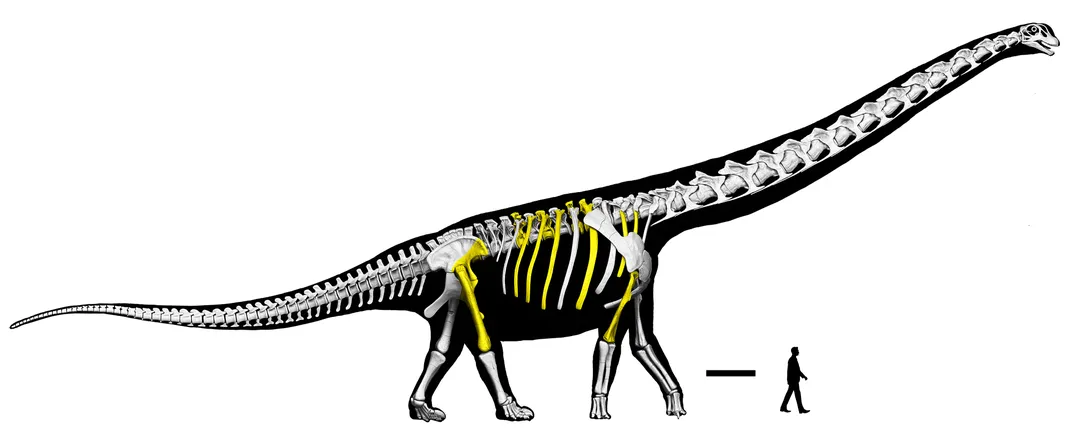A skeleton of a long-necked dinosaur next to the silhouette of a human