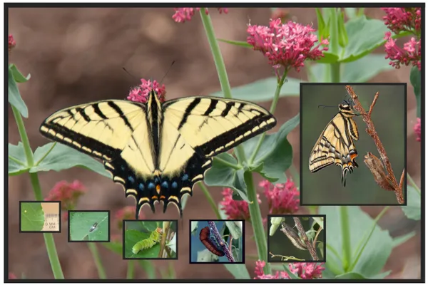 Tiger Swallowtail Composition thumbnail