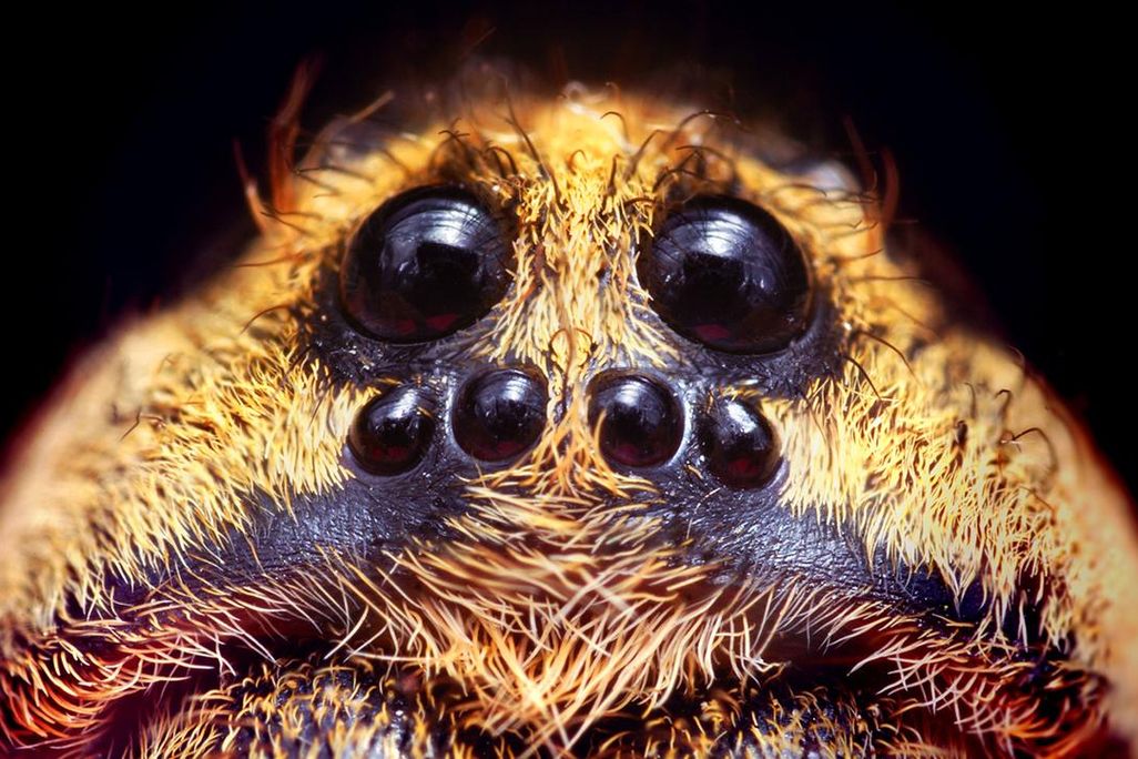 wolf spider
