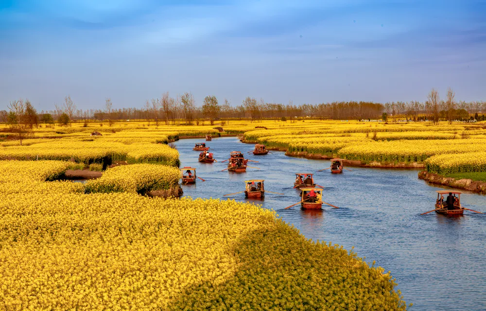 People take a boat tour in the rapeseed fields.