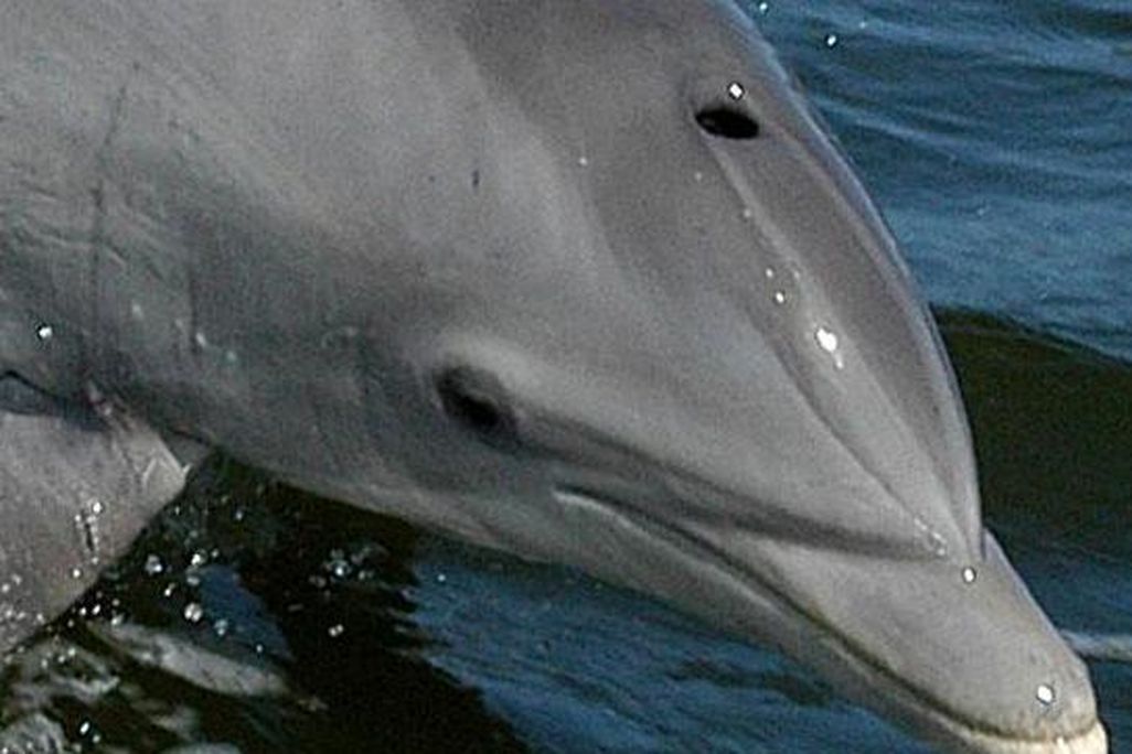 20131113090026dolphin.jpg