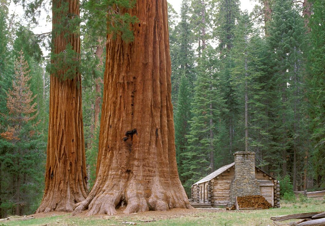 Cabin next to Giant Sequoia, Yosemite
