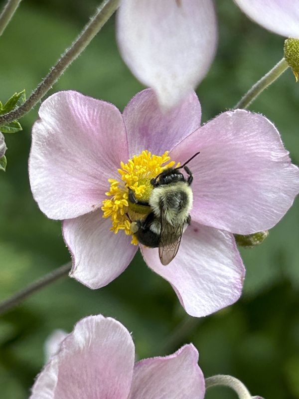 A bee feasting on an anemone blossom thumbnail