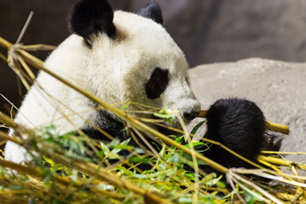 20130910121124panda-470.jpg