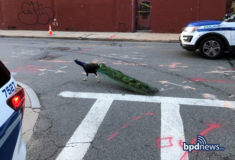 Peacock in street