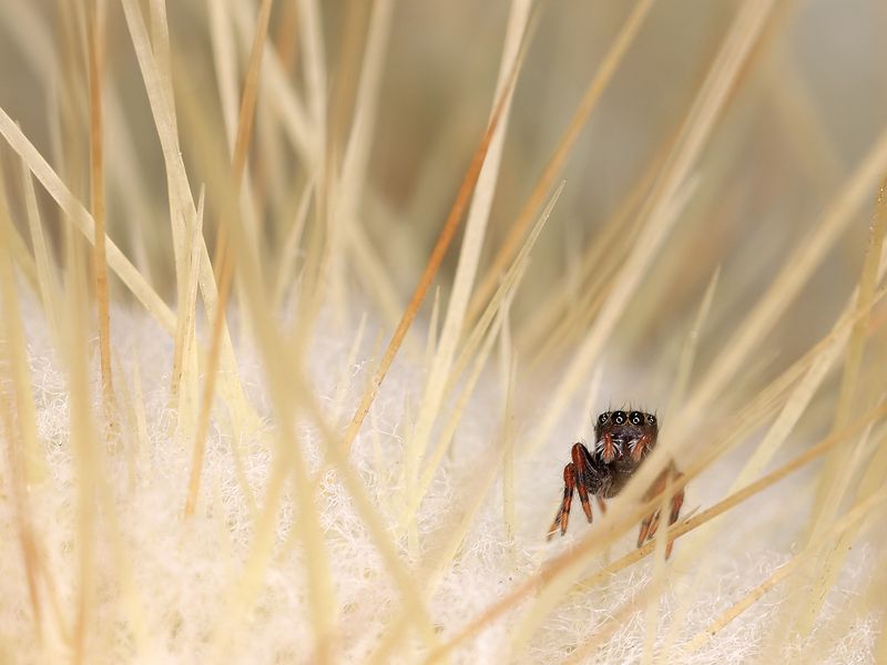 Jumping Spider on a Cactus Smithsonian Photo Contest Smithsonian