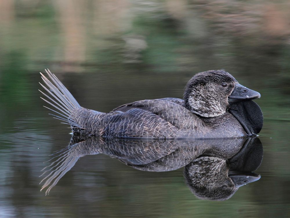 A musk duck