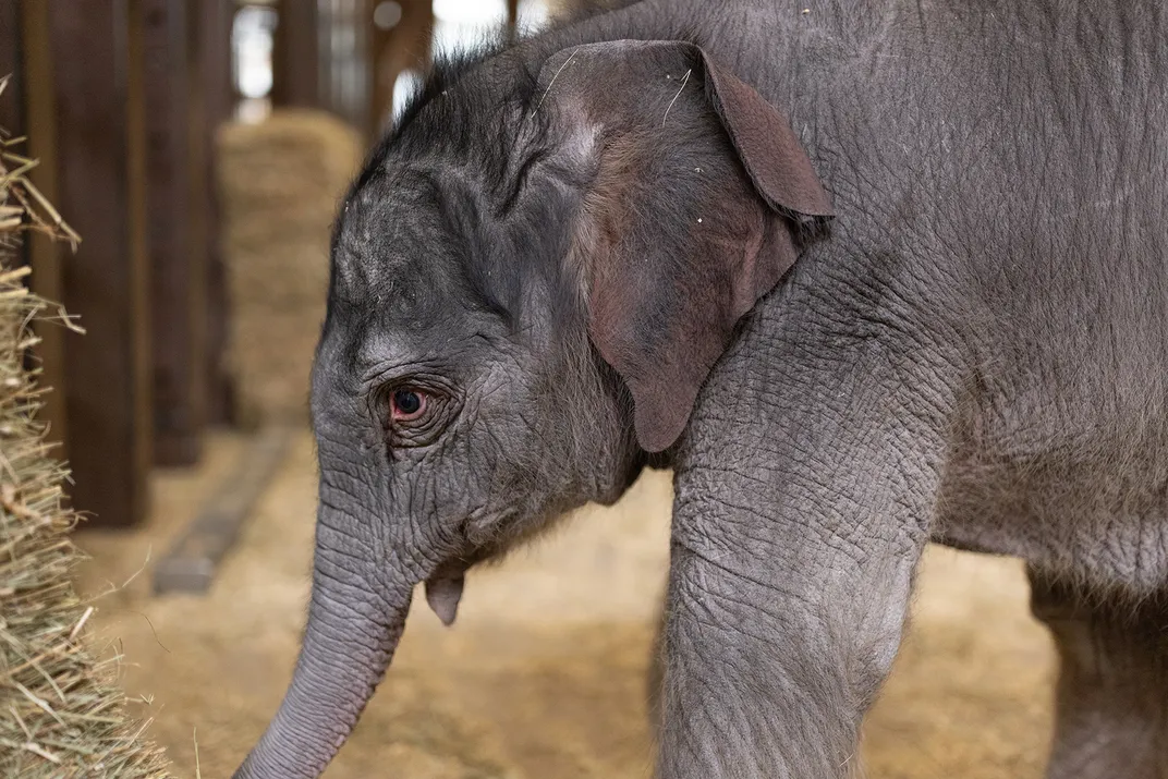 close-up on the side view of the head and front leg of a baby elephant