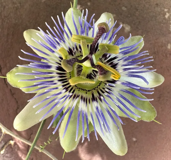 Geometry of a Passion Flower thumbnail