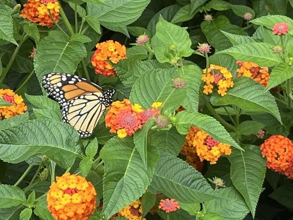 Butterfly on Flower thumbnail