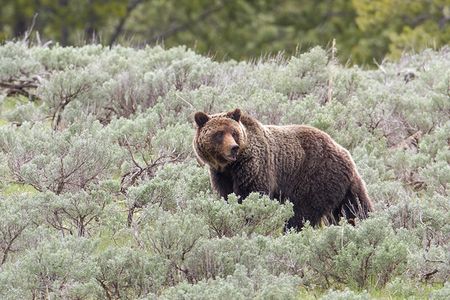 Grizzly in Yellowstone National Park