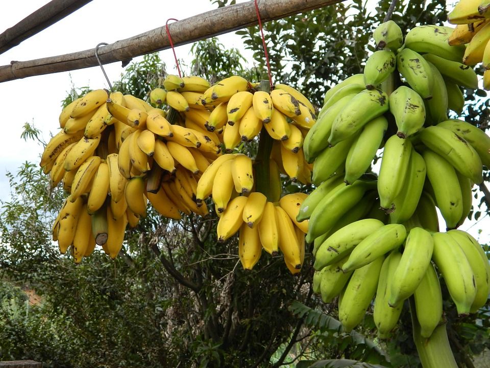 Where We Got the Term “Banana Republic”