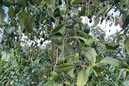Fruit grows on a native avocado tree in southern Mexico