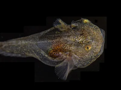 A variegated snailfish (Liparis gibbus)