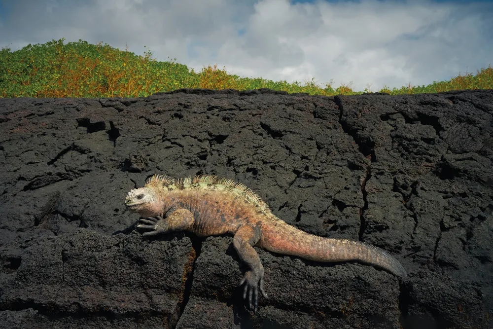 marine iguana