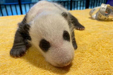 The Zoo's one-month-old giant panda cub had its first veterinary exam over the weekend. Get the scoop from Laurie Thompson, assistant curator of giant pandas.
