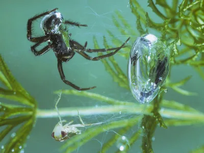 A diving bell spider with a captured bug under the water