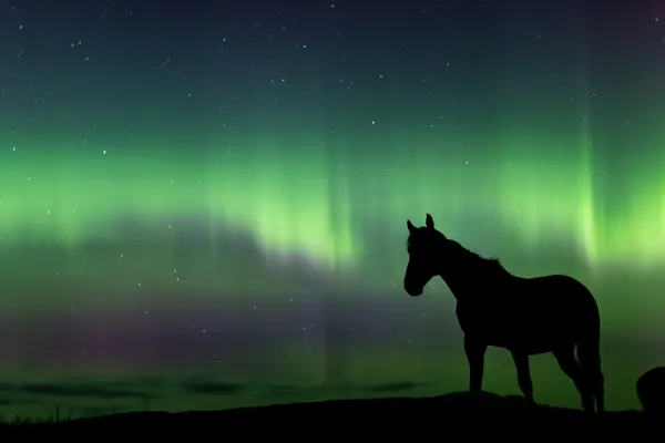 Horse standing in green aurora thumbnail