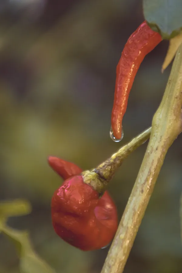 Red pepper thumbnail