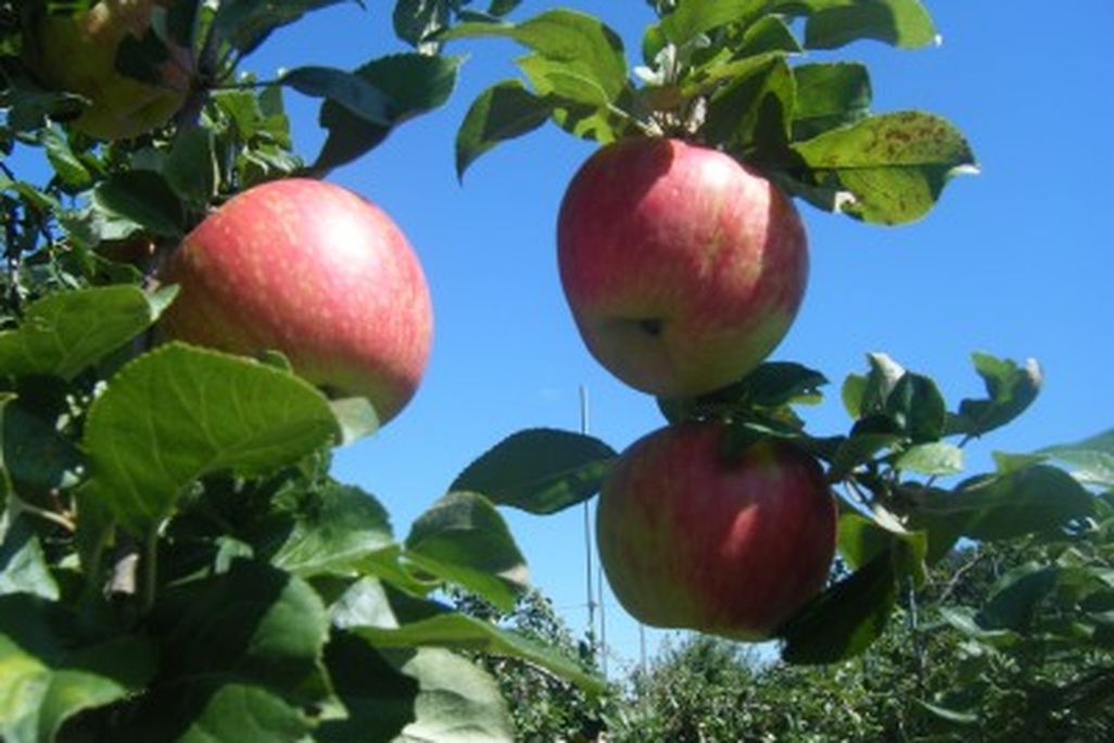 20110520090103apple1-400x300.jpg