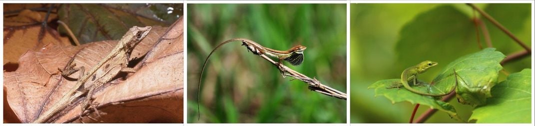 A composite of photos showing three different lizards