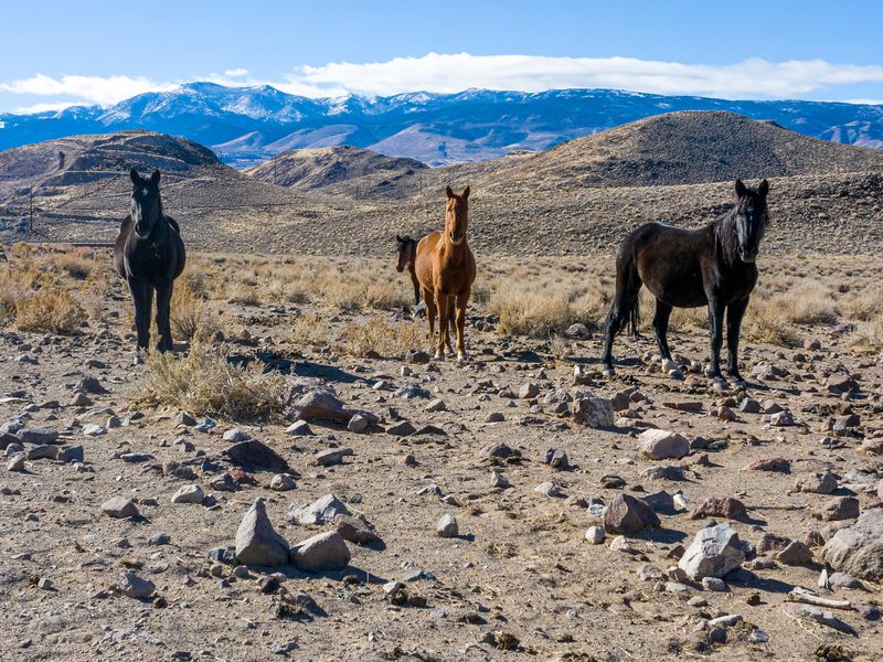 Wild Horses of the Virginia Range Smithsonian Photo Contest