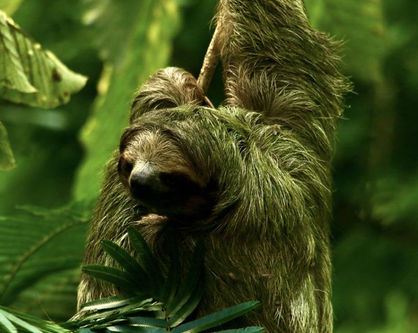 Three-toed Sloth in Costa Rica thumbnail