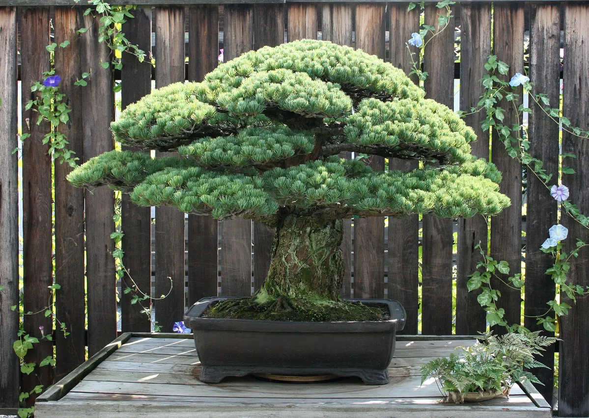 bonsai unterschale Bonsai Schale aus Keramik mit Untersetzer in Grau main image 1
