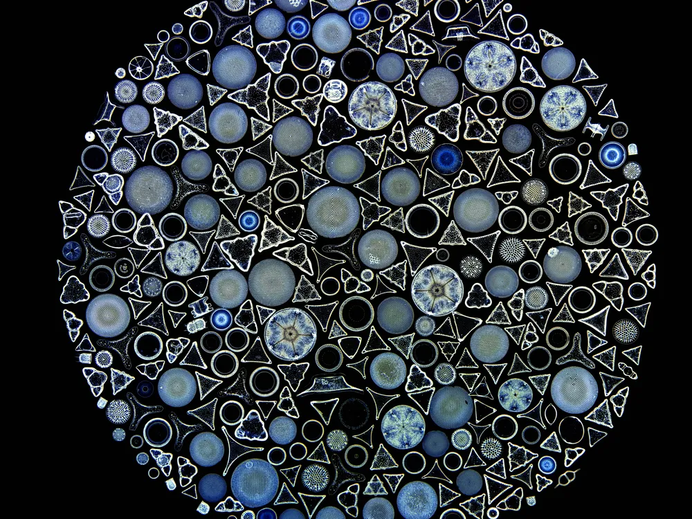 a circle of small disparate cells in various shapes that look like snowflakes, circles, triangles and more