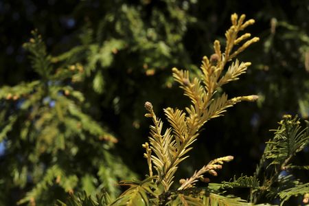 This half-albino redwood tree has swirls of green and yellowish-white, as well as male and female cones. 