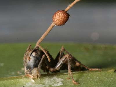 Some of the most successful zombie-masters are fungi from the genus Ophiocordyceps. In the jungles of Thailand, their victims are Camponotus leonardi, or carpenter ants.