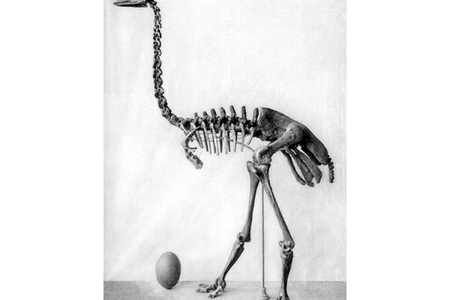 Humans once lived alongside megafauna such as this elephant bird, giant lemurs, dwarf hippos and giant tortoises on Madagascar.

