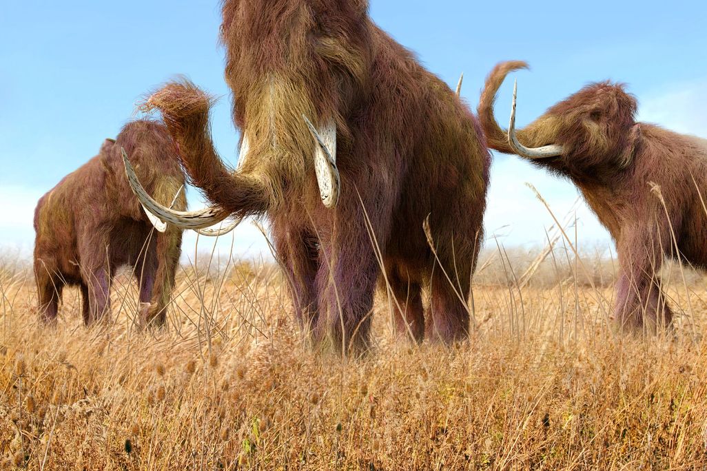 Woolly mammoths